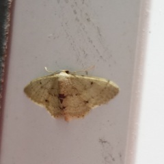 Idaea ptyonopoda