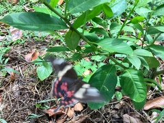 Papilio polytes romulus