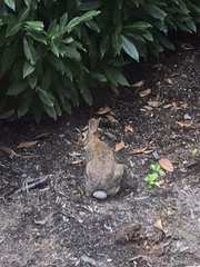 Sylvilagus floridanus