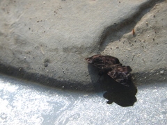 Ebrietas anacreon