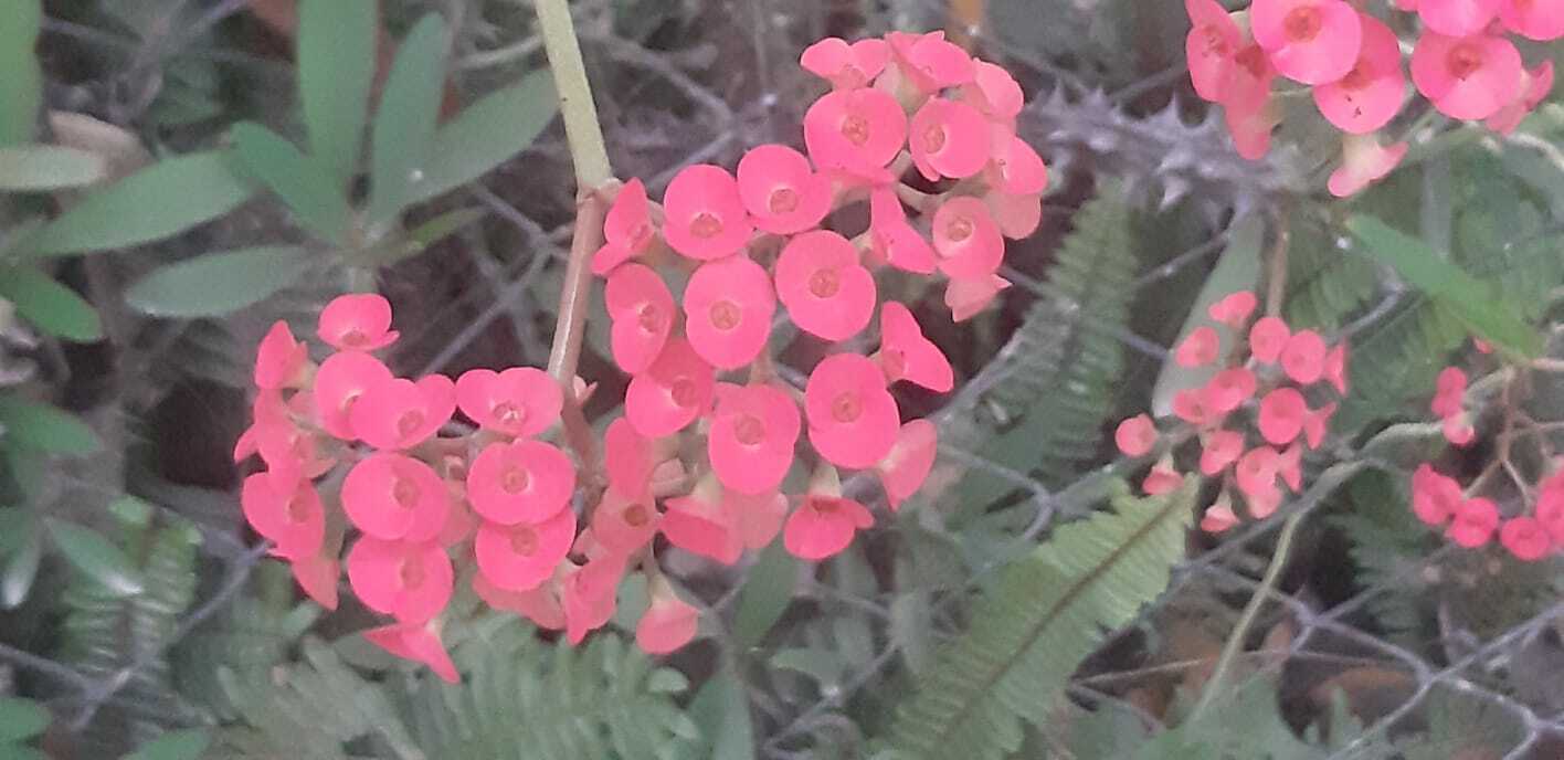 Euphorbia milii