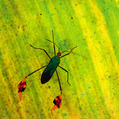 Anisoscelis foliaceus