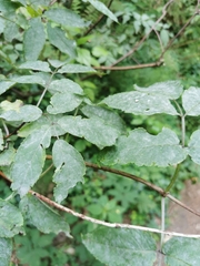 Erysiphe vanbruntiana