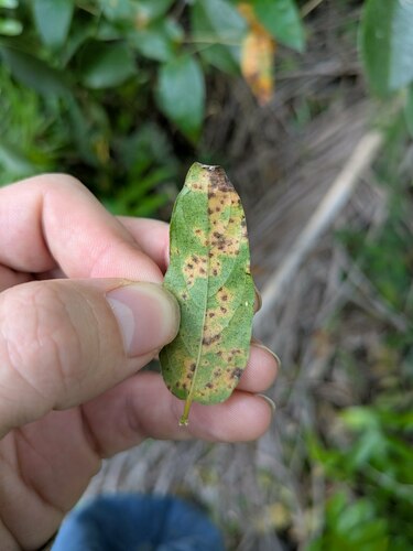 Coleosporium paederiae observed 2024-12-18