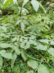 Erysiphe vanbruntiana