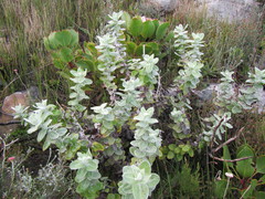 Helichrysum fruticans