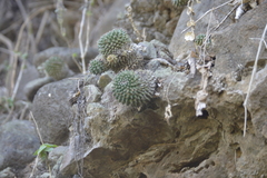 Mammillaria sartorii