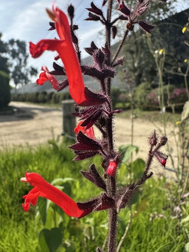 Salvia rubescens, photograph 6