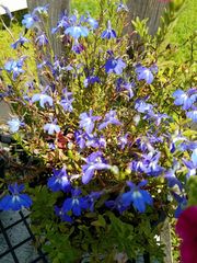 Lobelia erinus