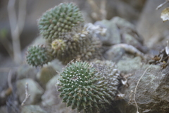 Mammillaria sartorii