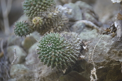 Mammillaria sartorii