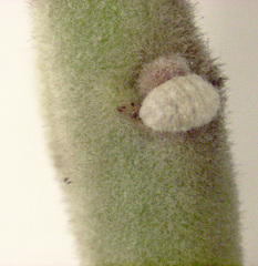 Eriococcus pohutukawa