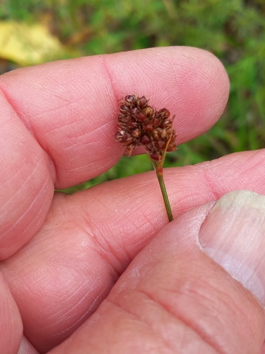 Image of Dense-headed Heath Wood-rush by (c) Colin Meurk, some rights reserved (CC BY)