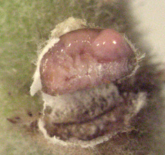 Eriococcus pohutukawa