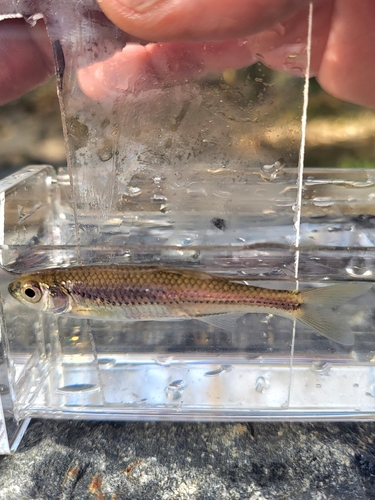 Sandbar shiner (Notropis scepticus) — Cyprinidae — 4