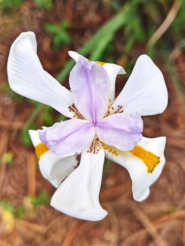 Dietes grandiflora, 2024-12-26
