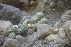 Mammillaria sartorii