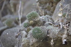 Mammillaria sartorii