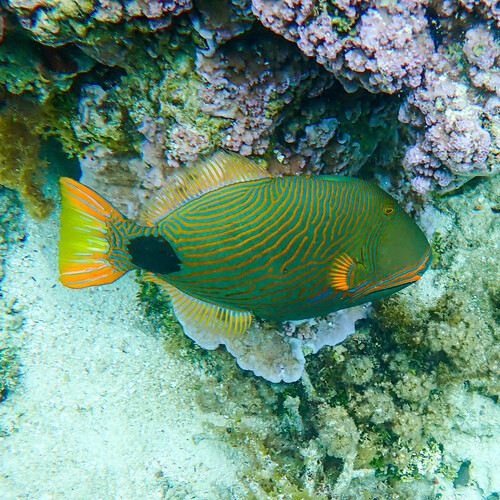 Orange-lined triggerfish