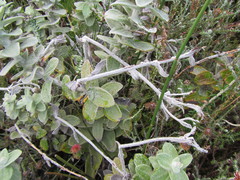Helichrysum fruticans