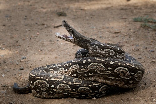 Boa Constrictor, photo 7 of 10