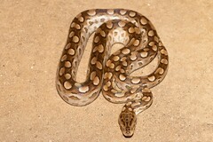 Argentinian Rainbow Boa photo 2