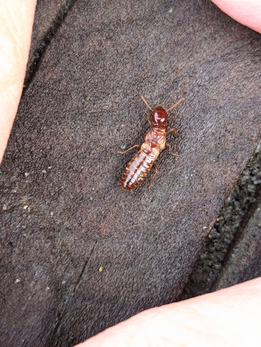 Photo of Nevada Dampwood Termite (Zootermopsis nevadensis)