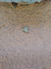 Udea fulvalis