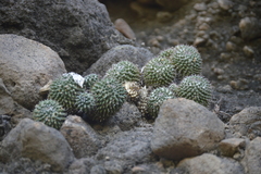 Mammillaria sartorii