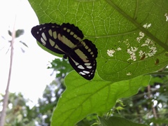 Neptis hylas varmona