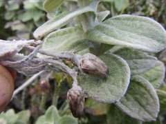 Helichrysum fruticans