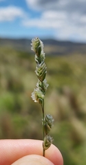 Hairy Chascolytrum (Chascolytrum paleapiliferum)