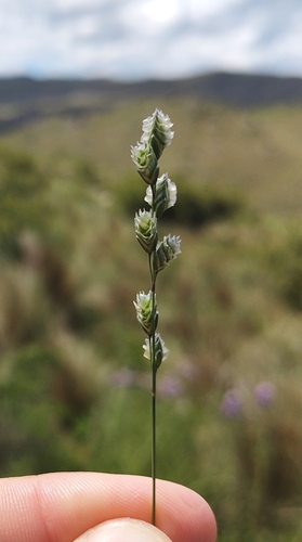 Chascolytrum paleapiliferum