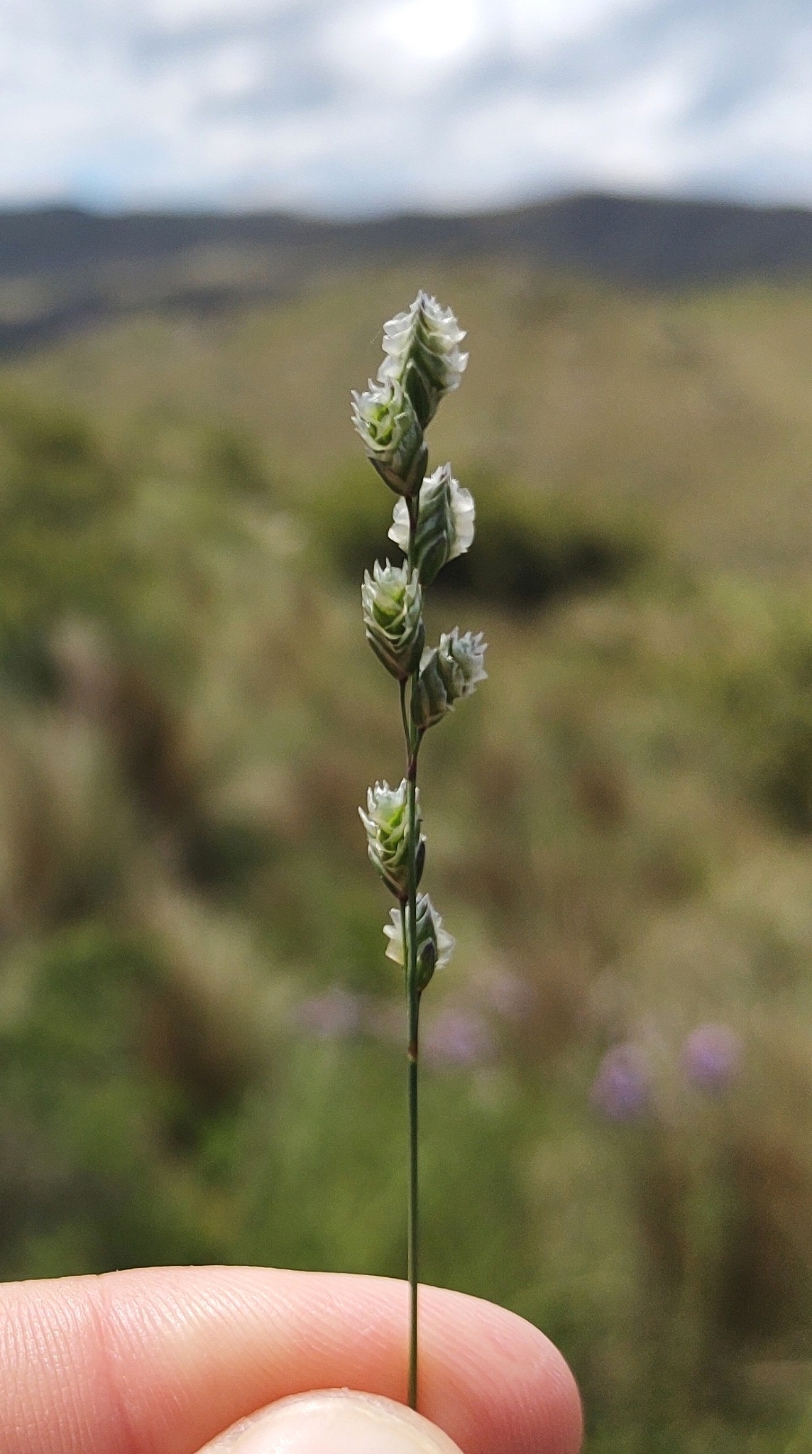 Chascolytrum paleapiliferum