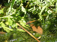Tramea transmarina euryale