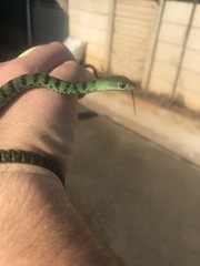 Philothamnus semivariegatus