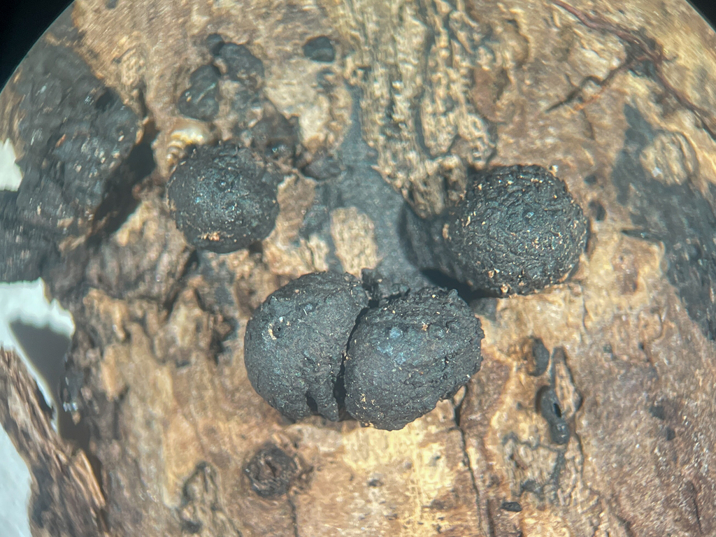 Kretzschmaria micropus