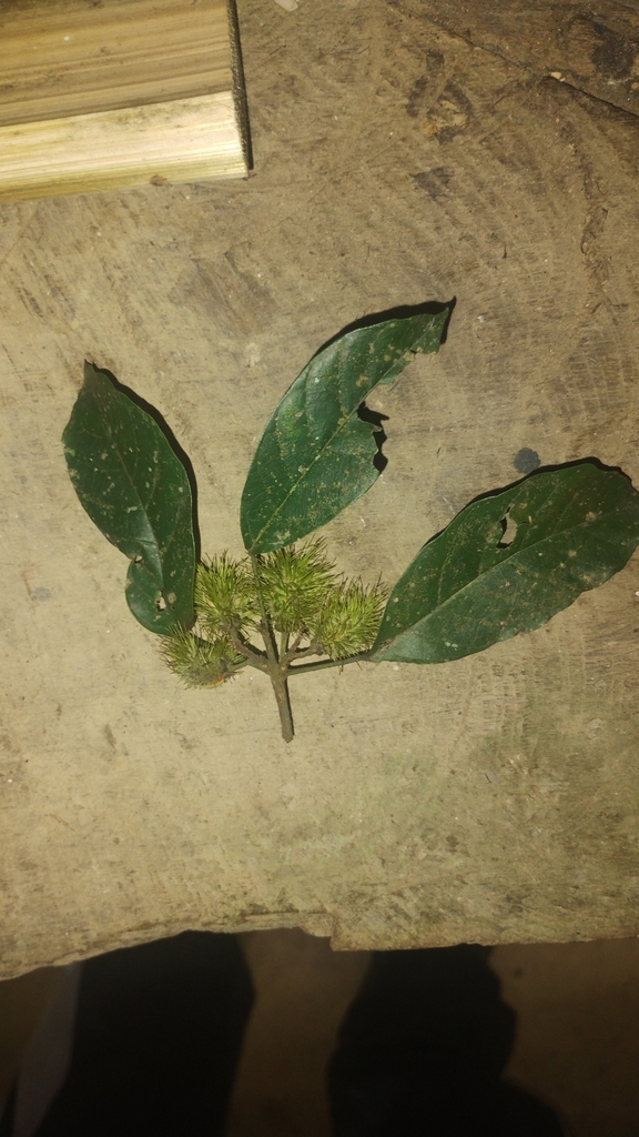 Sloanea hirsuta