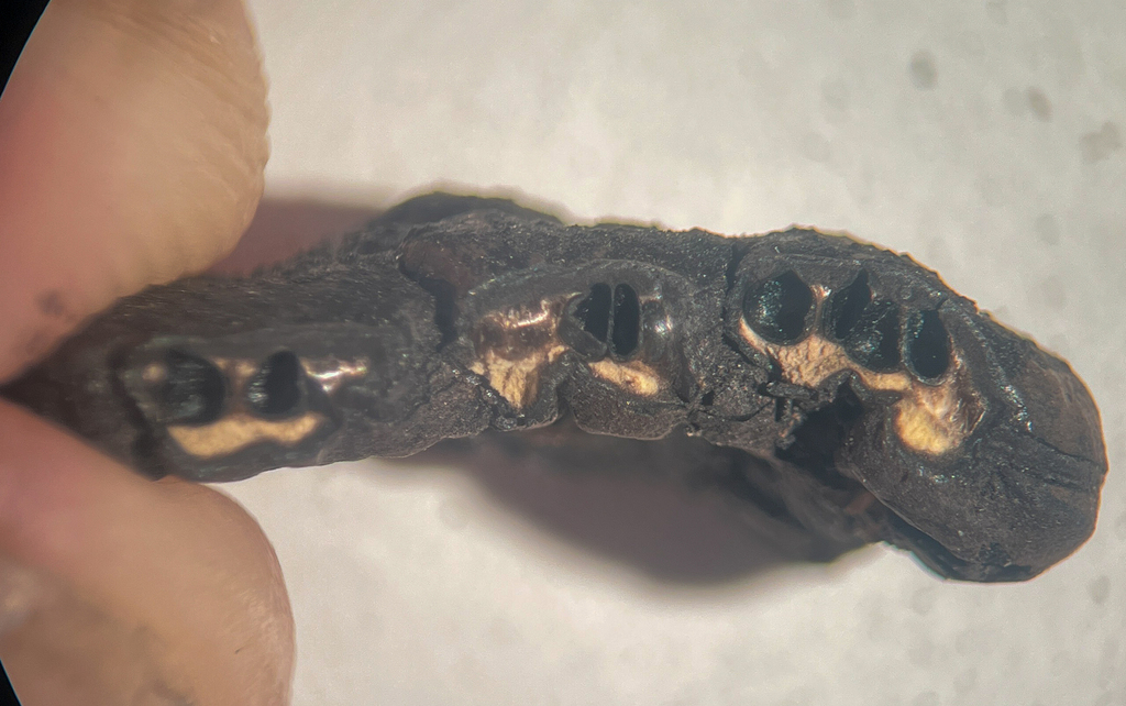 Kretzschmaria sandvicensis