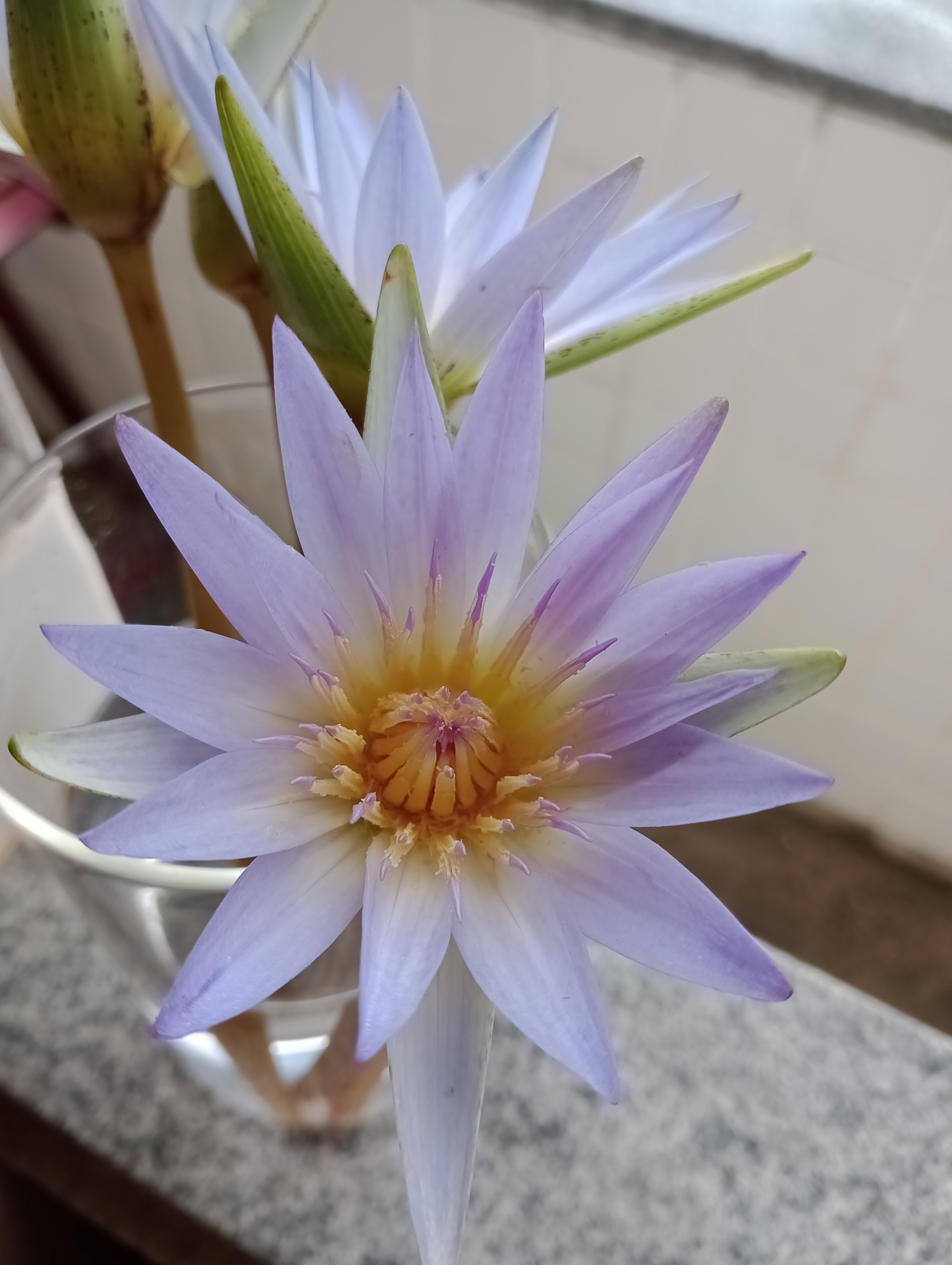 Nymphaea nouchali