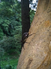 Trypoxylus dichotomus