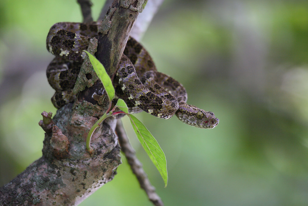 Speckled Forest Pit Viper