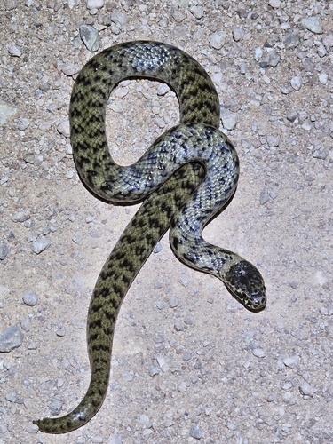 De Vis' Banded Snake