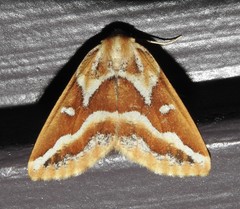 Caripeta angustiorata