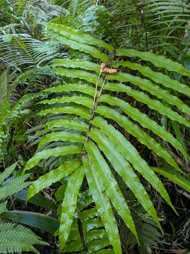 Menisciopsis cyatheoides observed 2024-12-20