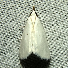 Leptosteges vestaliella