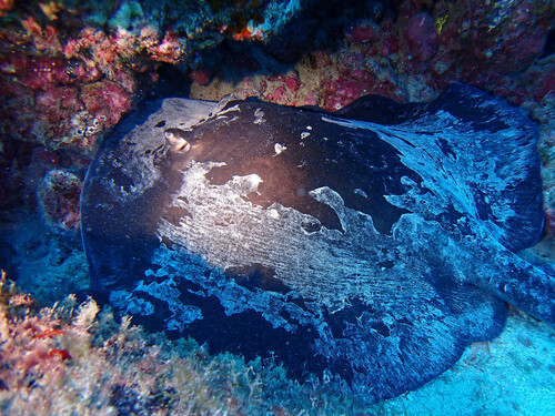 Round fantail stingray (Taeniura grabata) — Dasyatidae — 4