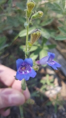 Penstemon