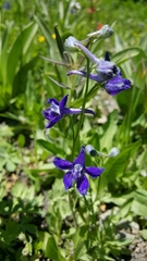 Delphinium glaucum