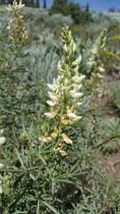 Lupinus arbustus